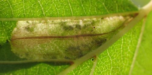 Réf. 217 507 : Phyllonorycter rajella
